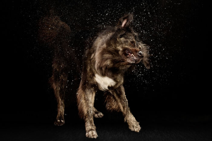 I Photographed Dogs Playing With Water