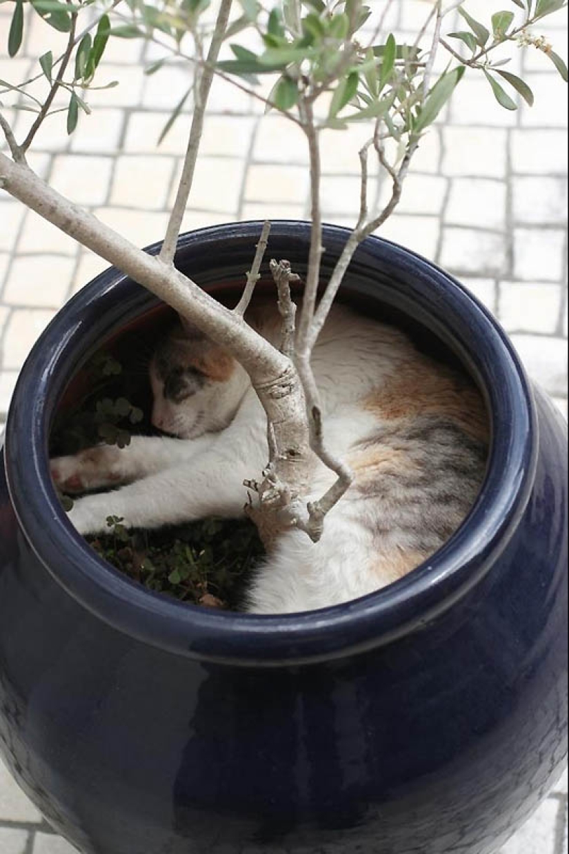 Ideal places to relax — version for cats