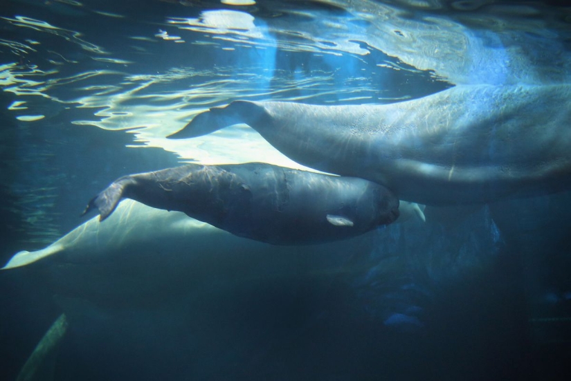 Ilusión o anatómica característica: ¿por qué las ballenas vio un pie humano