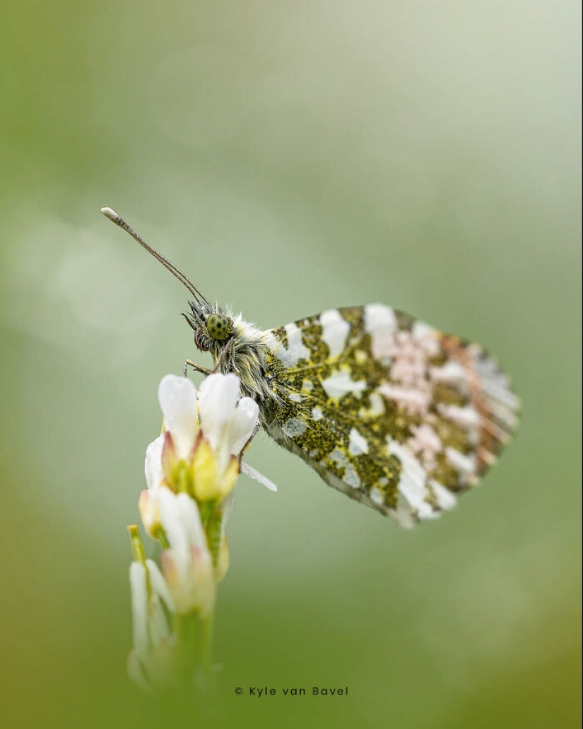 I’m A Macro Photographer, Focusing On The Small Things That Usually Go Unnoticed