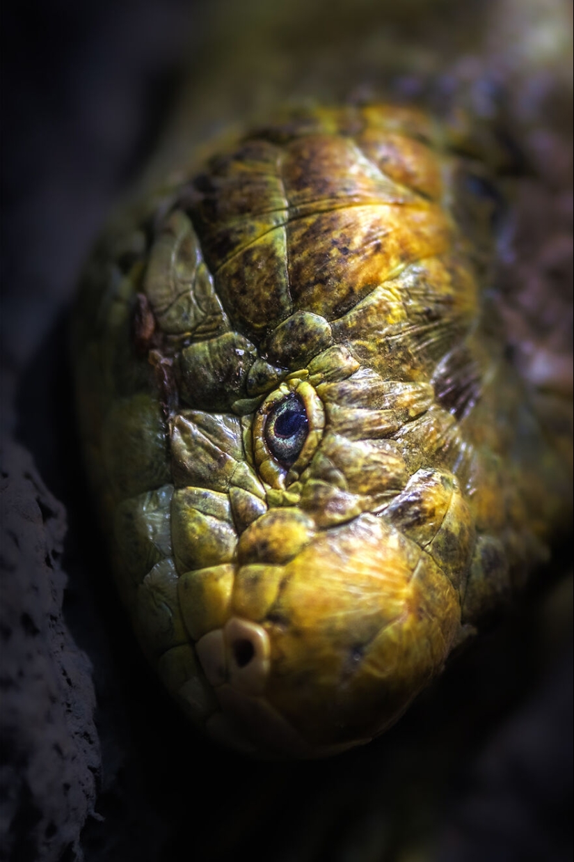 I’m An Animal Photographer, And Here Are My 14 Best Close-Up Eye Portraits I Took At The Zoo