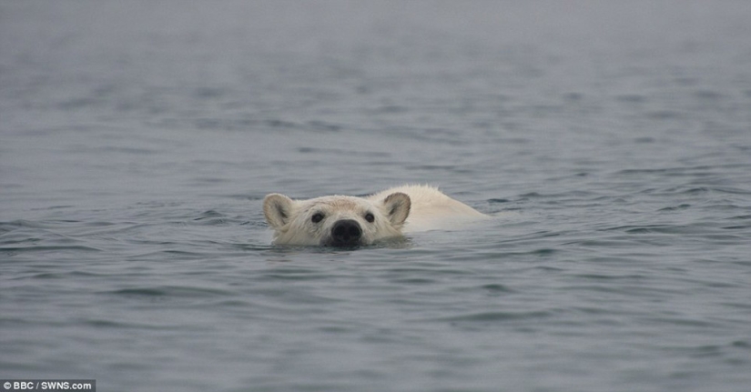 Imágenes escalofriantes de un oso polar tratando de devorar a un hombre