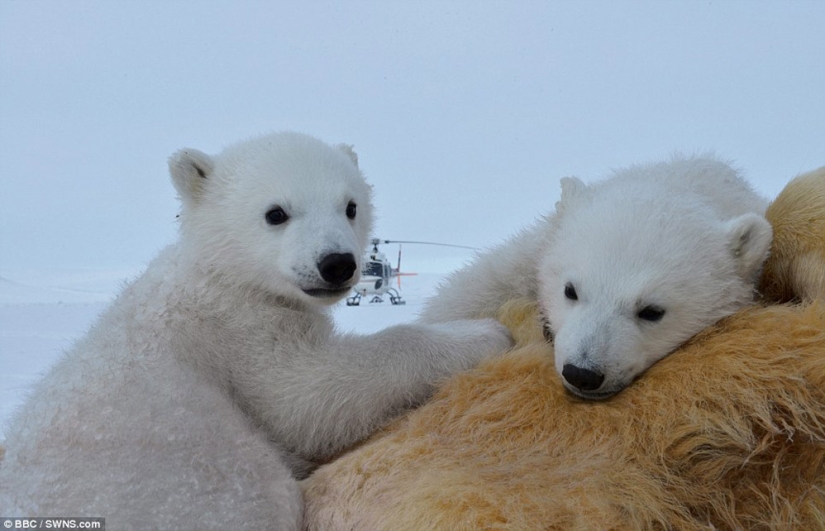 Imágenes escalofriantes de un oso polar tratando de devorar a un hombre