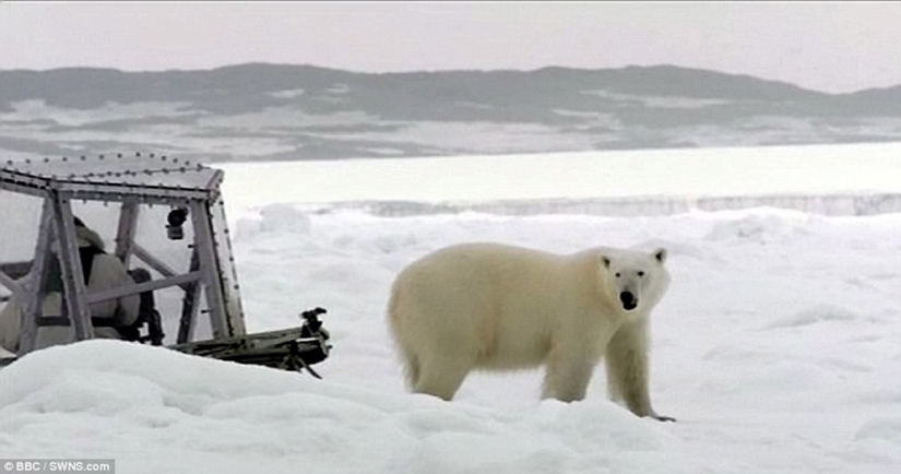 Imágenes escalofriantes de un oso polar tratando de devorar a un hombre