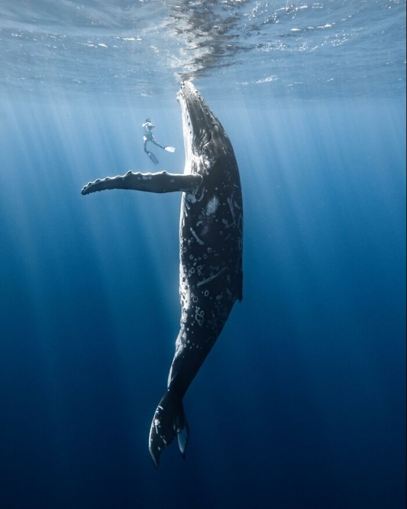 Impresionantes fotografías submarinas de la vida marina por Rachel Moore