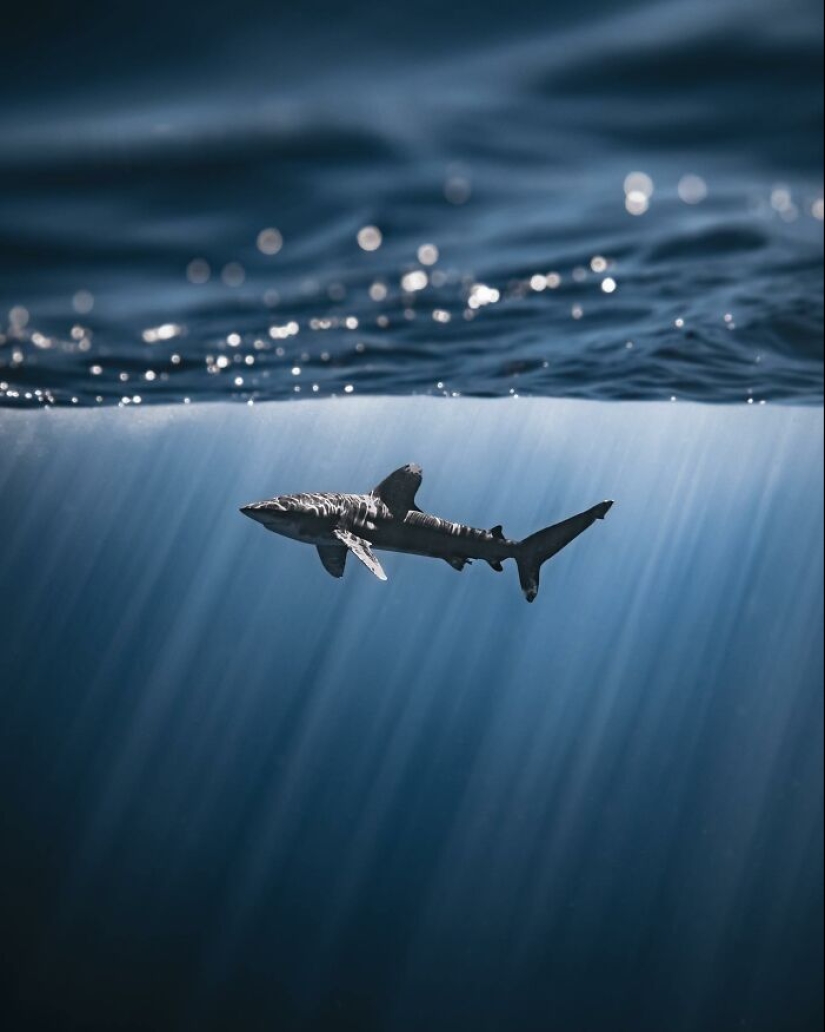 Impresionantes fotografías submarinas de la vida marina por Rachel Moore