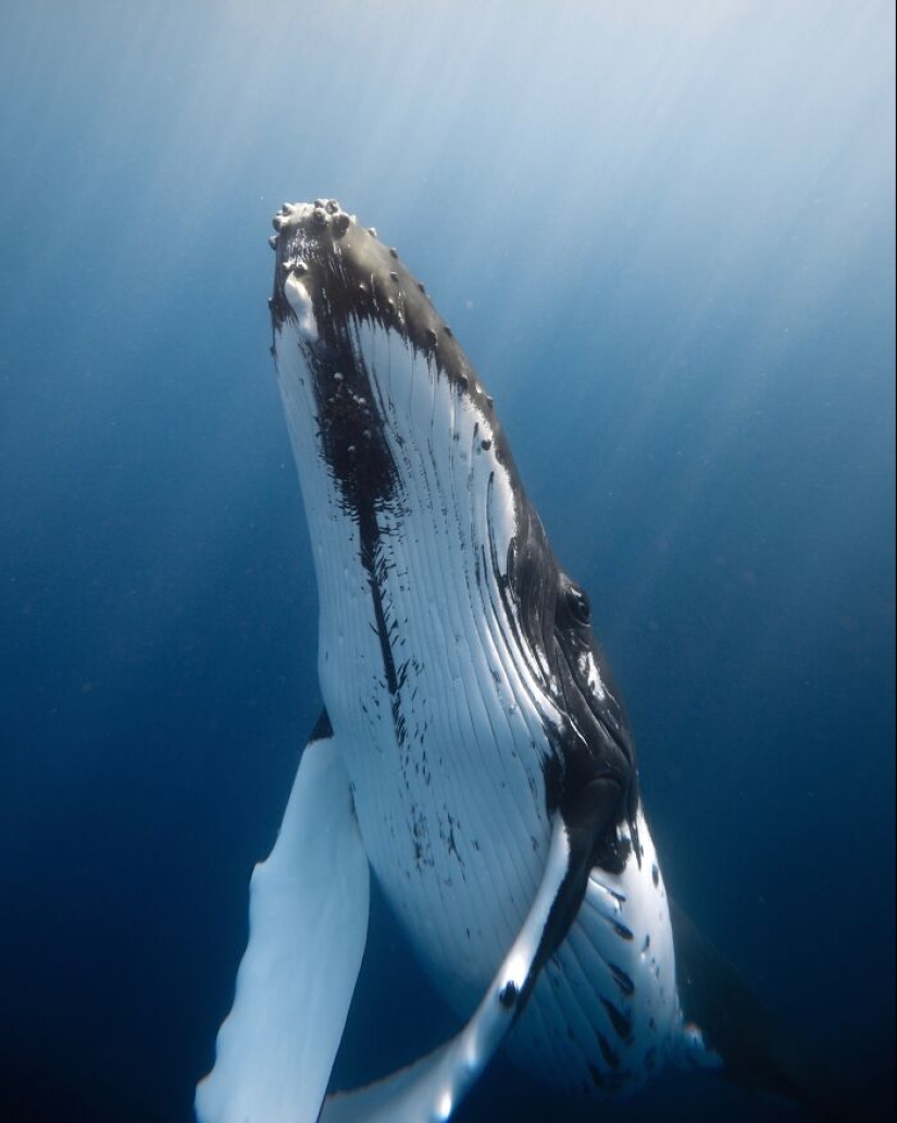 Impresionantes fotografías submarinas de la vida marina por Rachel Moore