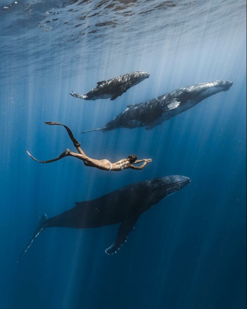 Impresionantes fotografías submarinas de la vida marina por Rachel Moore