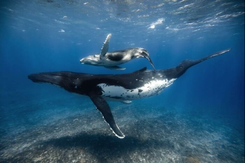 Impresionantes fotografías submarinas de la vida marina por Rachel Moore