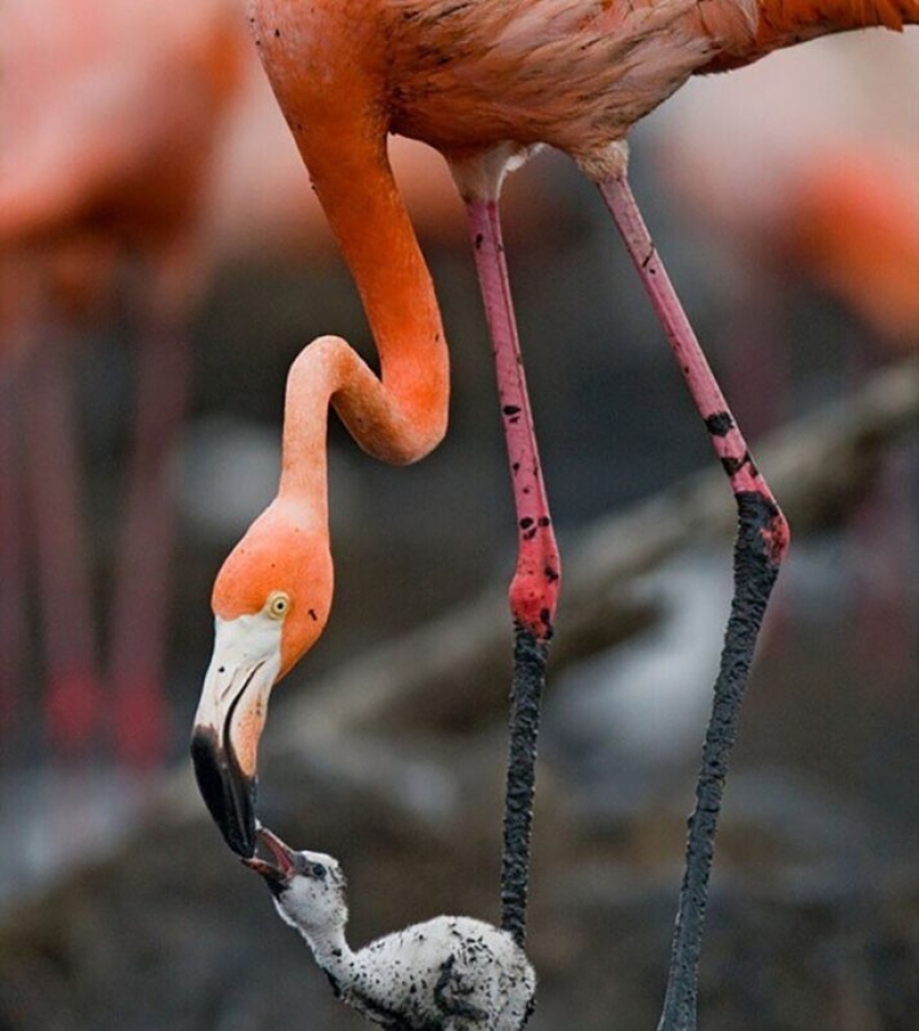 Impresionantes obras del fotógrafo de vida silvestre Andrey Gudkov