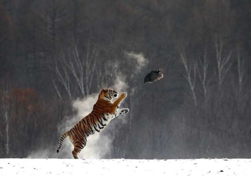 Impresionantes obras del fotógrafo de vida silvestre Andrey Gudkov