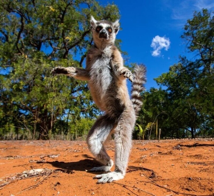 Impresionantes obras del fotógrafo de vida silvestre Andrey Gudkov