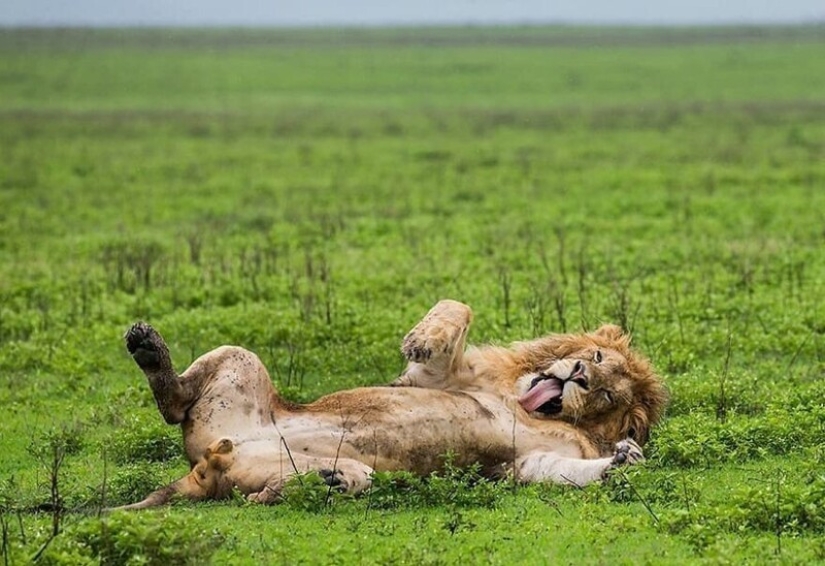 Impresionantes obras del fotógrafo de vida silvestre Andrey Gudkov