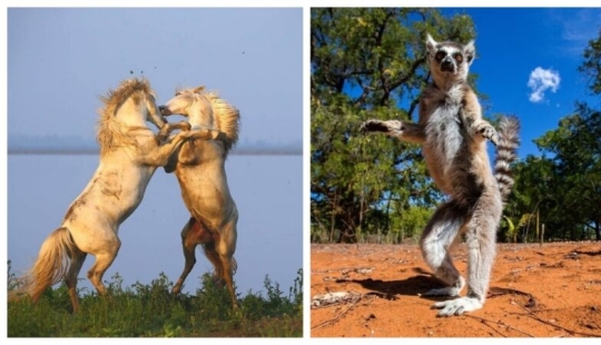 Impresionantes obras del fotógrafo de vida silvestre Andrey Gudkov