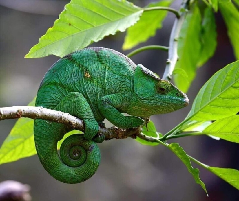 Impresionantes obras del fotógrafo de vida silvestre Andrey Gudkov