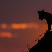 Impresionantes puestas de sol Africanas por Paul Goldstein