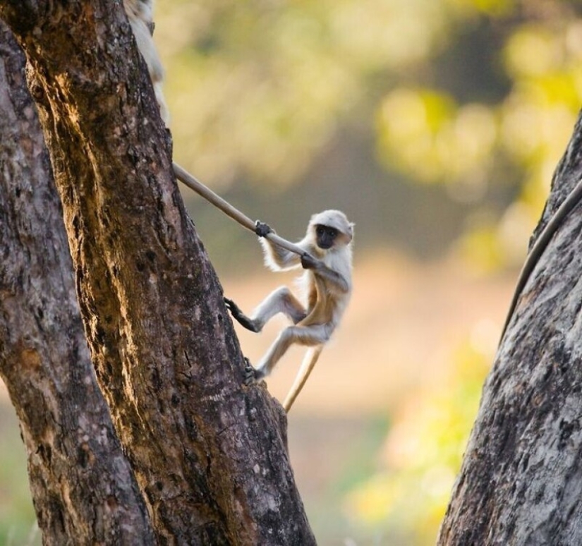 Impressive works of wildlife photographer Andrey Gudkov