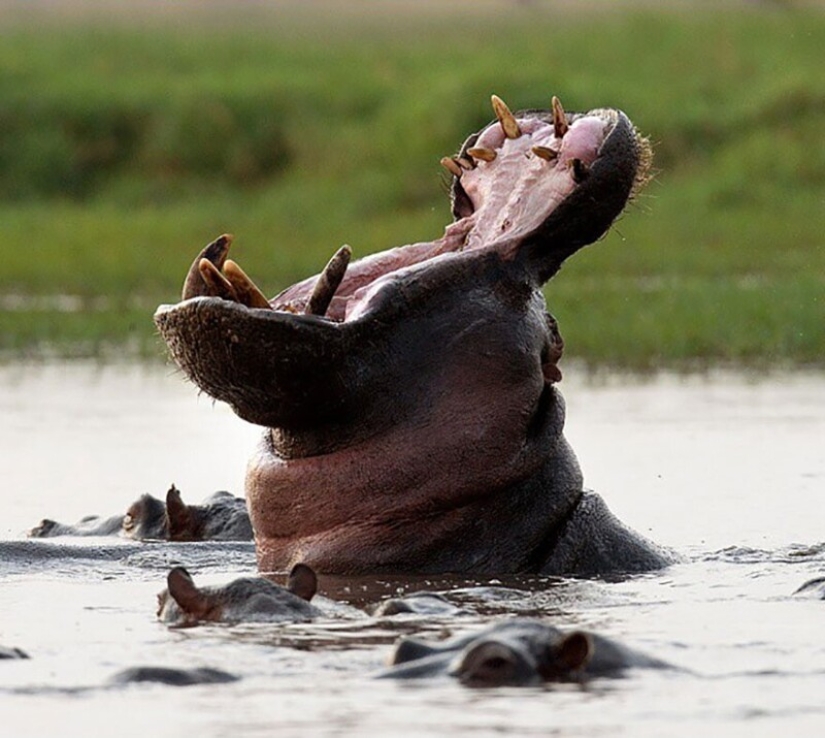 Impressive works of wildlife photographer Andrey Gudkov