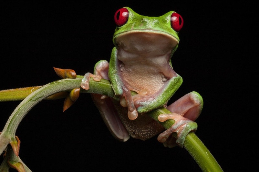 In search of the Lost Frog: The rarest species of amazing frogs in fantastic photos