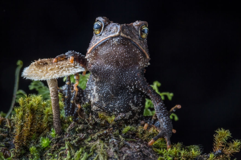 In search of the Lost Frog: The rarest species of amazing frogs in fantastic photos