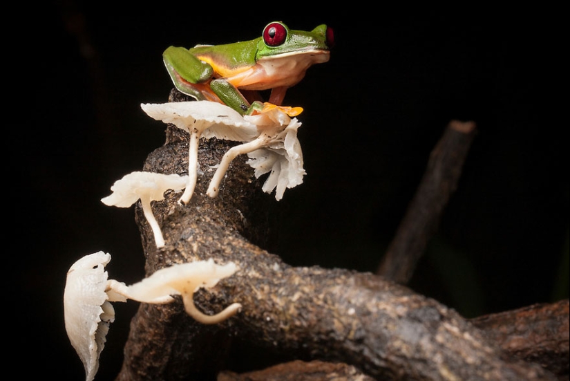 In search of the Lost Frog: The rarest species of amazing frogs in fantastic photos