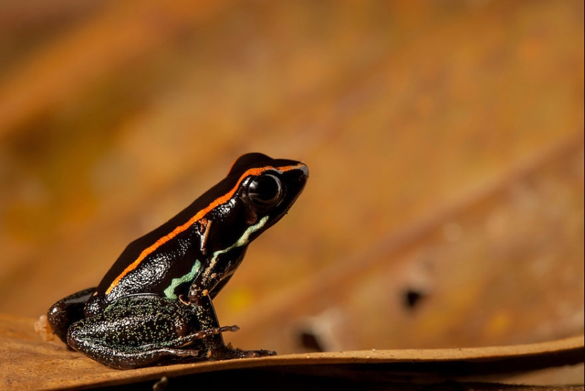 In search of the Lost Frog: The rarest species of amazing frogs in fantastic photos