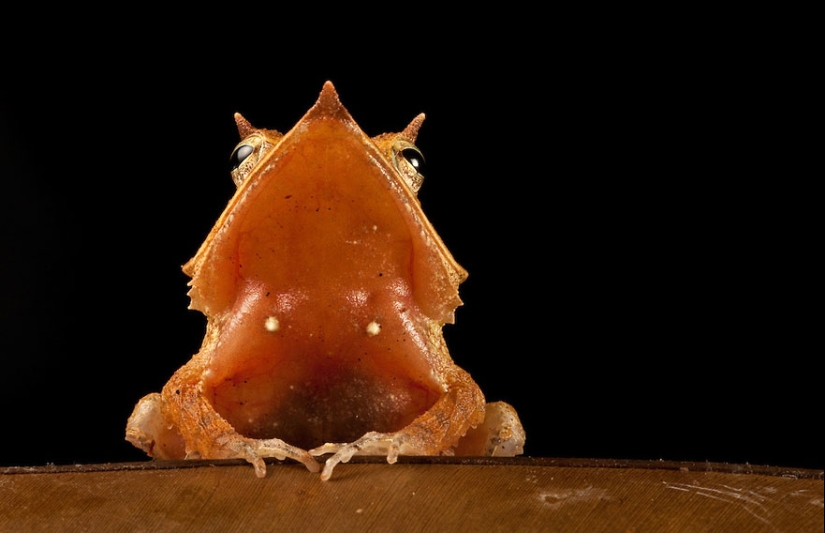 In search of the Lost Frog: The rarest species of amazing frogs in fantastic photos