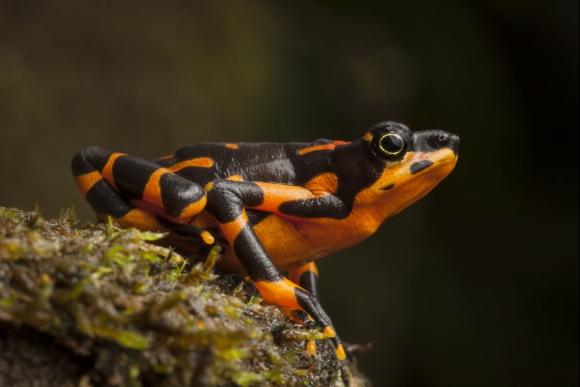 In search of the Lost Frog: The rarest species of amazing frogs in fantastic photos