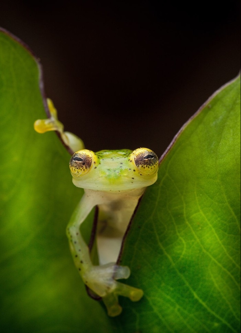 In search of the Lost Frog: The rarest species of amazing frogs in fantastic photos