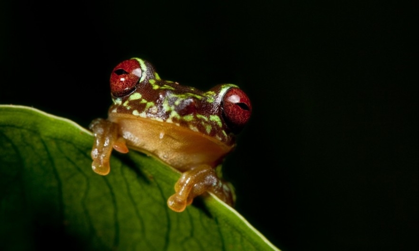 In search of the Lost Frog: The rarest species of amazing frogs in fantastic photos