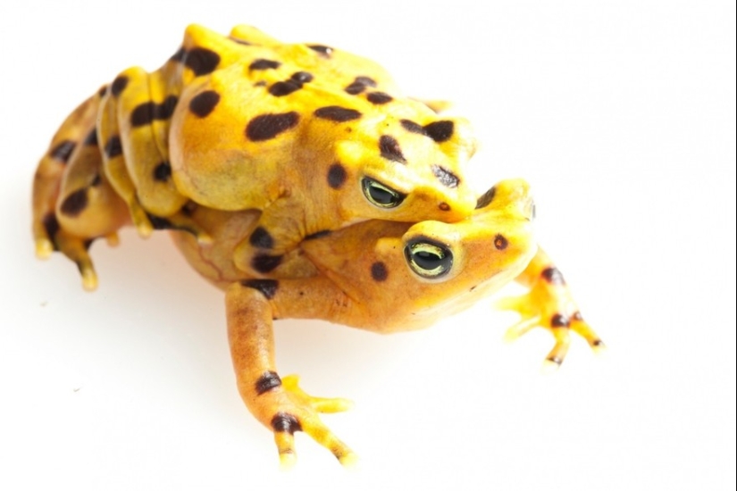 In search of the Lost Frog: The rarest species of amazing frogs in fantastic photos