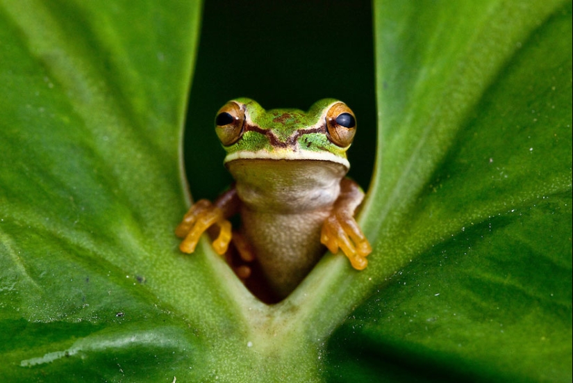 In search of the Lost Frog: The rarest species of amazing frogs in fantastic photos