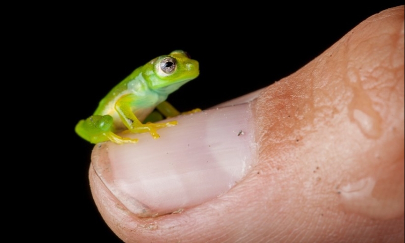 In search of the Lost Frog: The rarest species of amazing frogs in fantastic photos