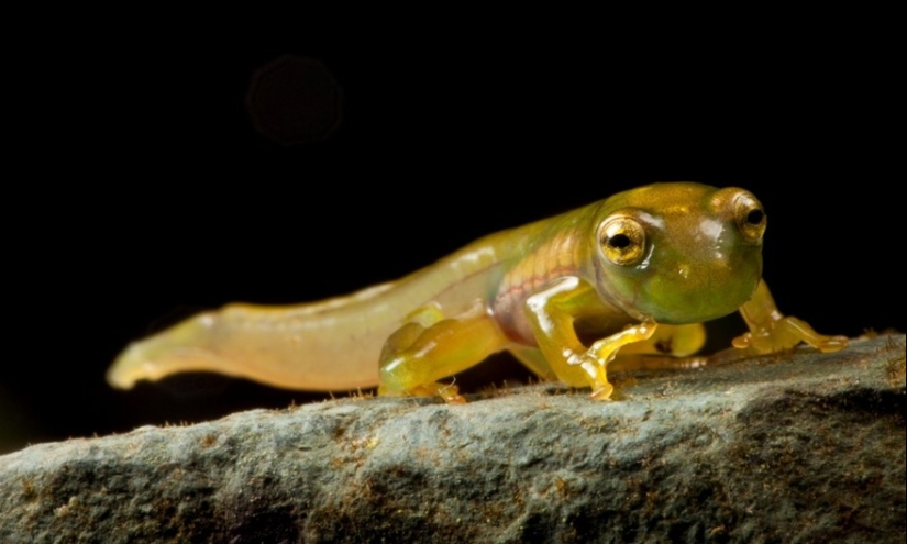 In search of the Lost Frog: The rarest species of amazing frogs in fantastic photos