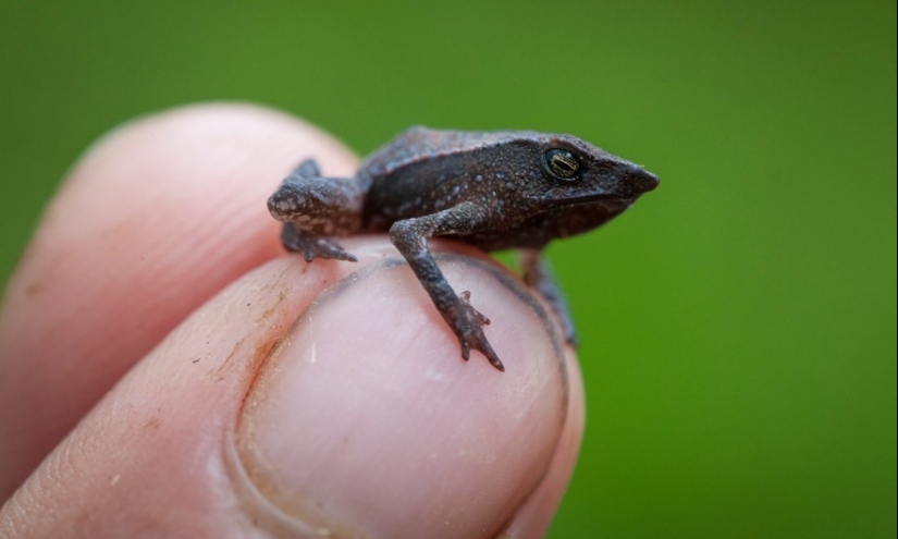 In search of the Lost Frog: The rarest species of amazing frogs in fantastic photos