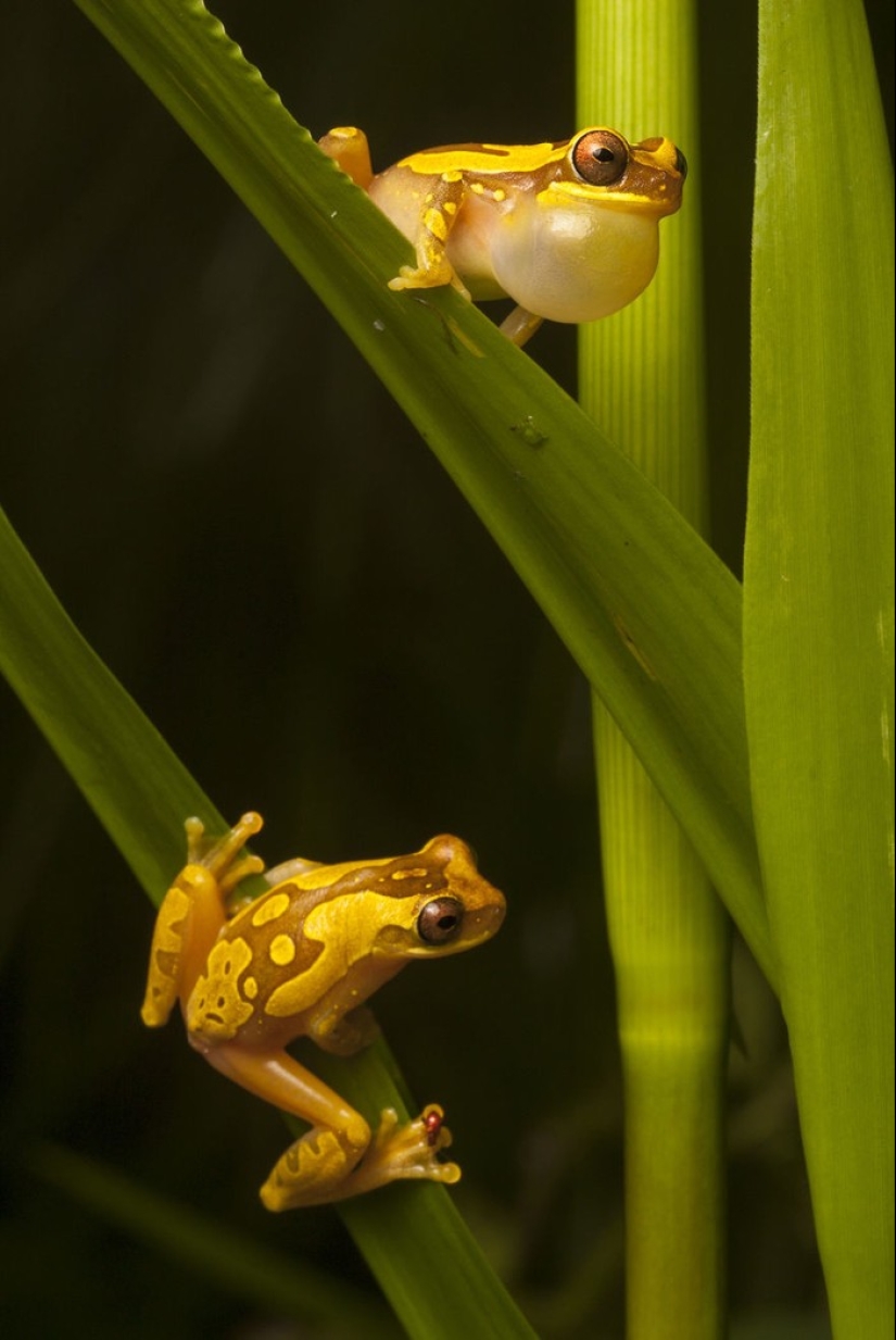 In search of the Lost Frog: The rarest species of amazing frogs in fantastic photos