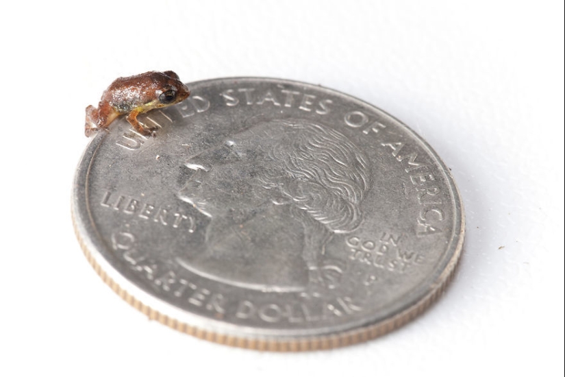 In search of the Lost Frog: The rarest species of amazing frogs in fantastic photos