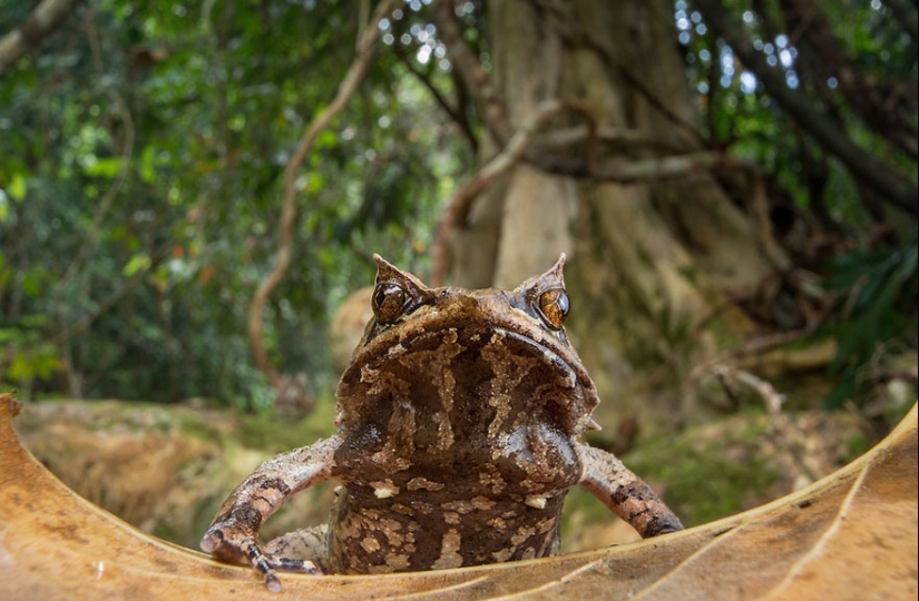 In search of the Lost Frog: The rarest species of amazing frogs in fantastic photos