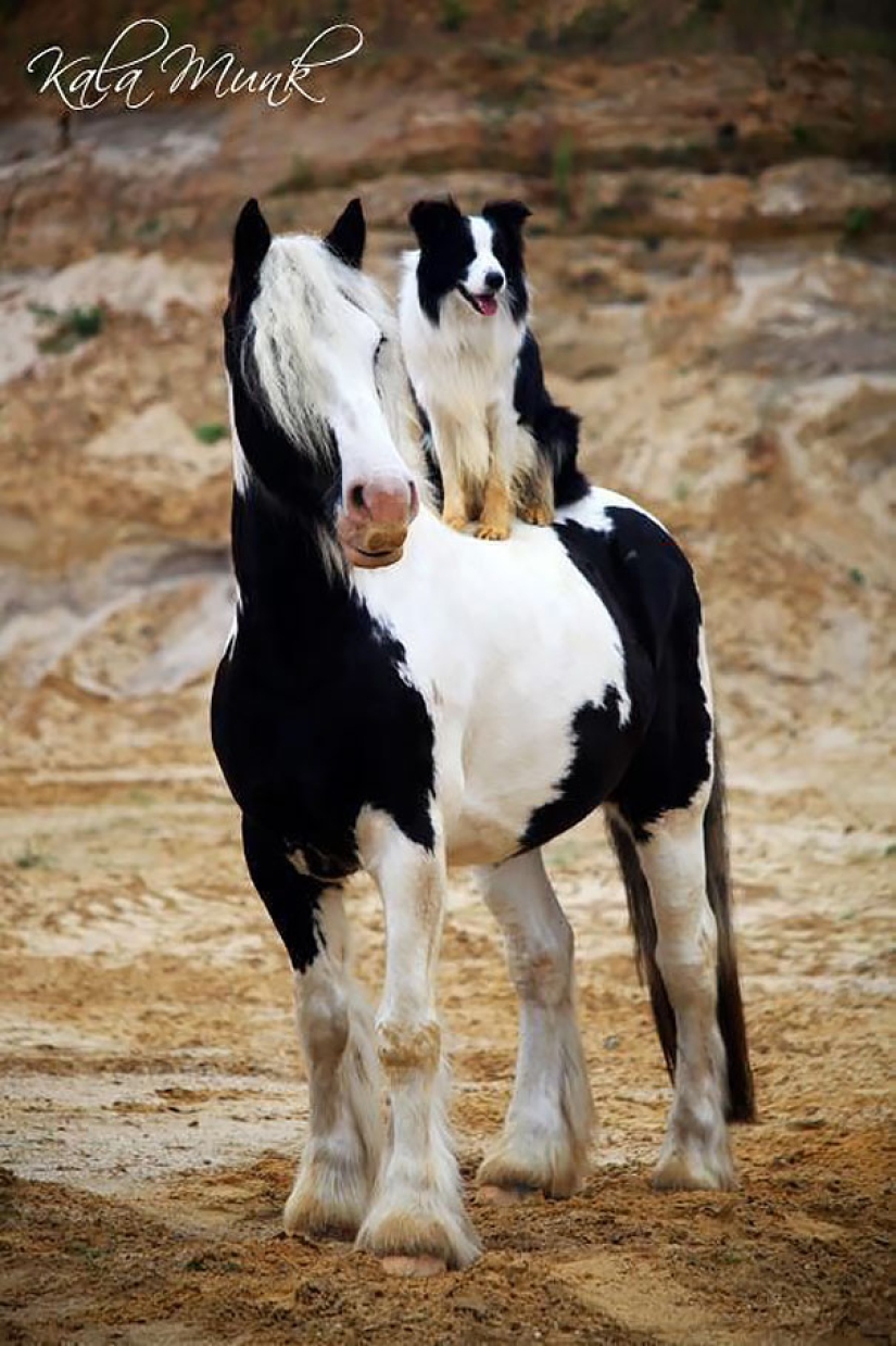 In the world of animals: siblings from different moms