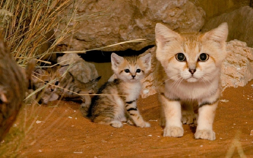 Incluso cuando crecen, estos gatos parecen gatitos. Y sus gatitos también parecen gatitos