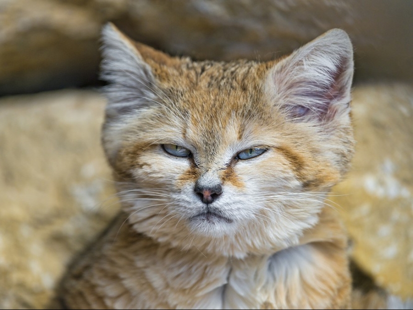 Incluso cuando crecen, estos gatos parecen gatitos. Y sus gatitos también parecen gatitos