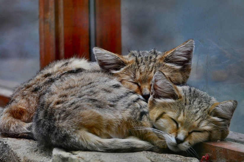 Incluso cuando crecen, estos gatos parecen gatitos. Y sus gatitos también parecen gatitos