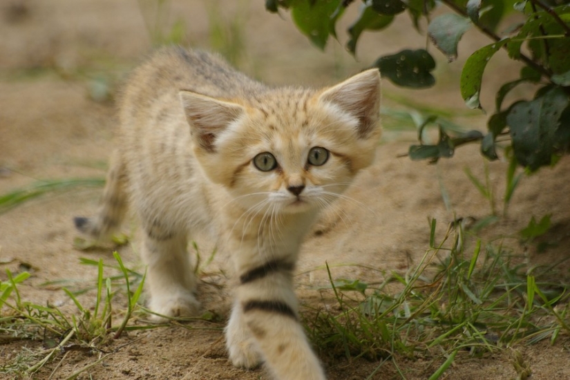 Incluso cuando crecen, estos gatos parecen gatitos. Y sus gatitos también parecen gatitos