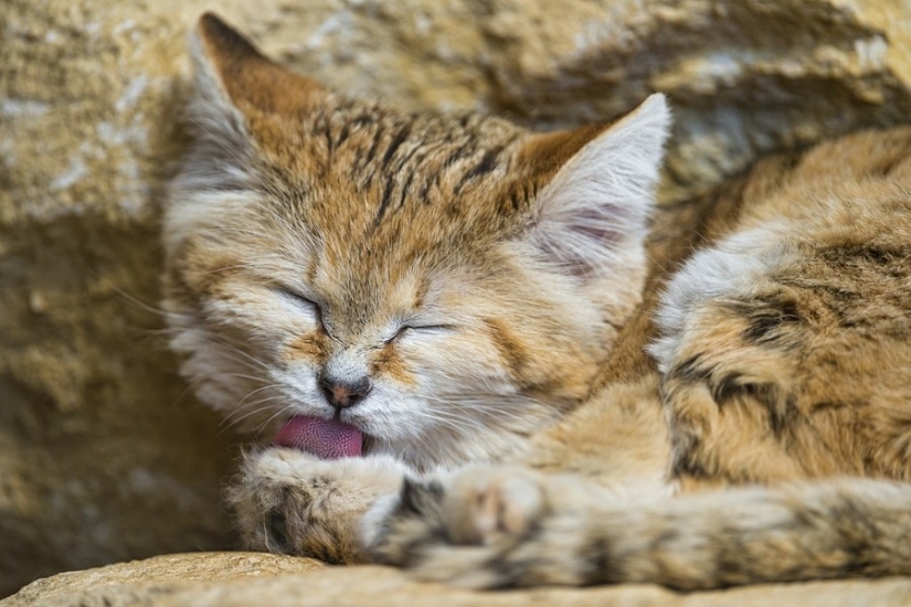 Incluso cuando crecen, estos gatos parecen gatitos. Y sus gatitos también parecen gatitos