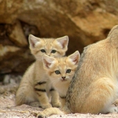 Incluso cuando crecen, estos gatos parecen gatitos. Y sus gatitos también parecen gatitos