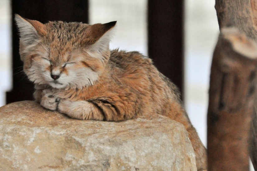 Incluso cuando crecen, estos gatos parecen gatitos. Y sus gatitos también parecen gatitos