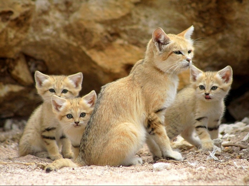 Incluso cuando crecen, estos gatos parecen gatitos. Y sus gatitos también parecen gatitos