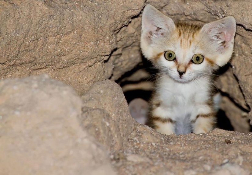 Incluso cuando crecen, estos gatos parecen gatitos. Y sus gatitos también parecen gatitos