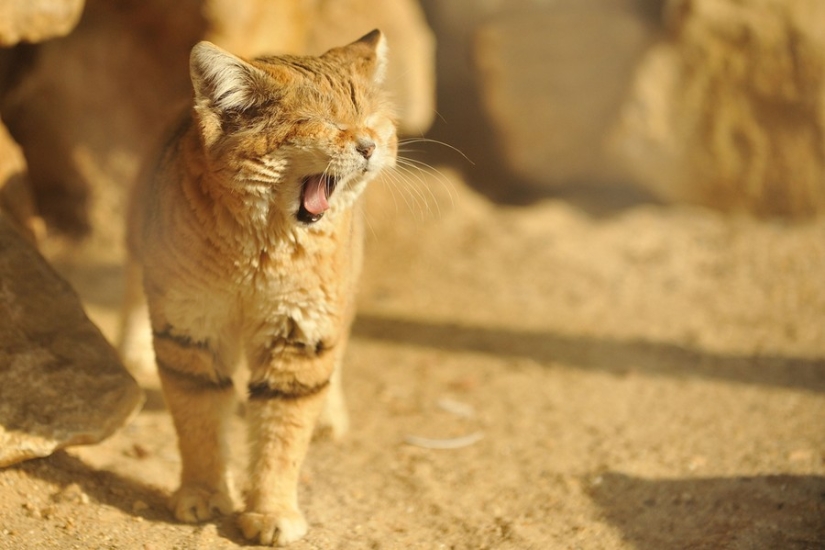 Incluso cuando crecen, estos gatos parecen gatitos. Y sus gatitos también parecen gatitos