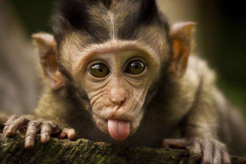 ¡Incluso los primates saben cómo comportarse con las chicas! 14 gifs para probarlo